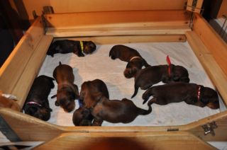 Jamniki d�ugow�ose